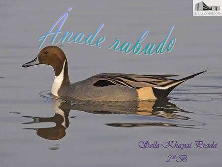 Ánade rabudo Seila Khayat Prada 2ºB.