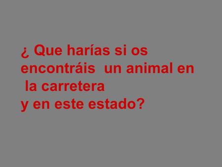 ¿ Que harías si os encontráis un animal en la carretera y en este estado?