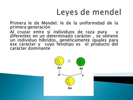 Primera le de Mendel: le de la uniformidad de la primera generación Al cruzar entre si individuos de raza pura y diferentes en un determinado carácter,