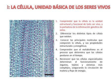 1.Comprender que la célula es la unidad estructural y funcional de todo ser vivo, y la portadora de la información genética de estos. 2. Diferenciar los.