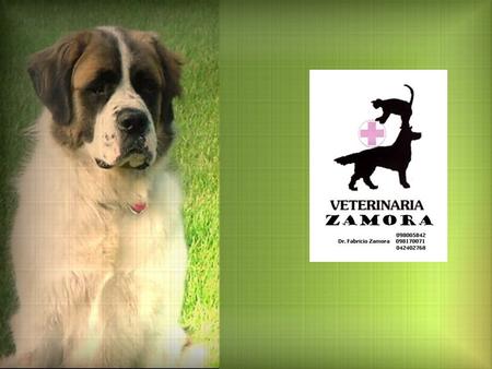 ENTORNO DE MERCADO La medicina veterinaria atiende a los animales pero también presta servicios profesionales a sus dueños. El éxito profesional de la.