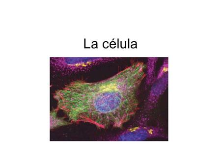 La célula.