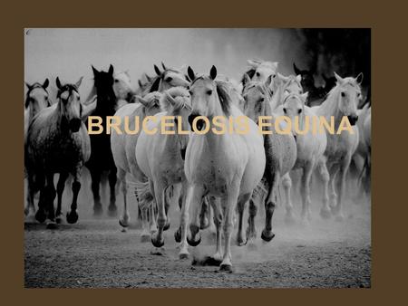 BRUCELOSIS EQUINA.