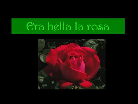 Vi la rosa y era bella, sublime, sencilla, candorosa, con su aroma y su blusa color carmesí.