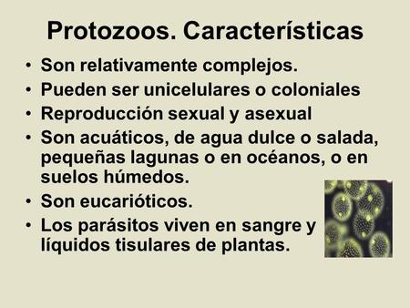 Protozoos. Características