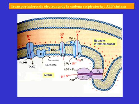 Transportadores de electrones de la cadena respiratoria y ATP sintasa
