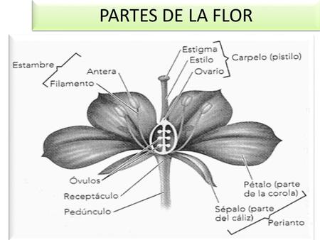 PARTES DE LA FLOR.