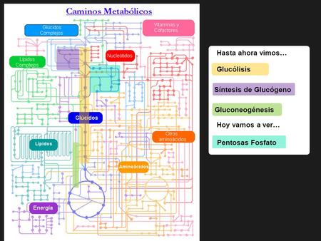 Hasta ahora vimos… Glucólisis Síntesis de Glucógeno Gluconeogénesis