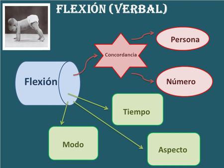 Flexión (verbal) Flexión Persona Número Tiempo Modo Aspecto