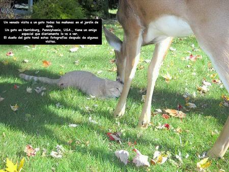 Un venado visita a un gato todas las mañanas en el jardín de éste.