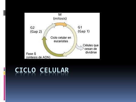 Ciclo celular.