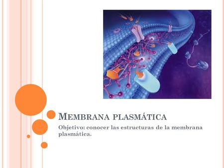 M EMBRANA PLASMÁTICA Objetivo: conocer las estructuras de la membrana plasmática.