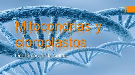 Mitocondrias y cloroplastos