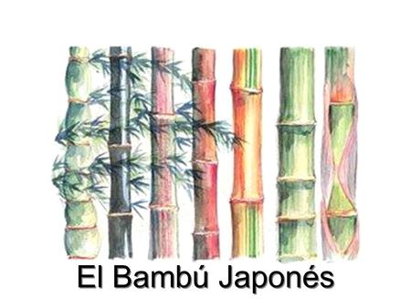 El Bambú Japonés.