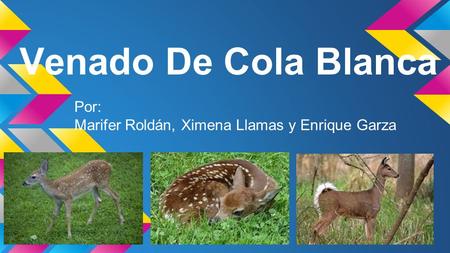 Por: Marifer Roldán, Ximena Llamas y Enrique Garza