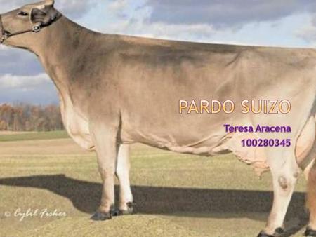 Pardo Suizo Teresa Aracena 100280345.