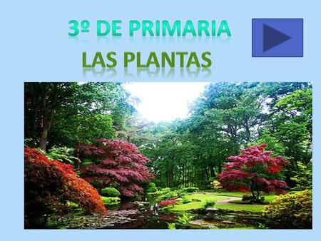 3º DE PRIMARIA Las plantas.