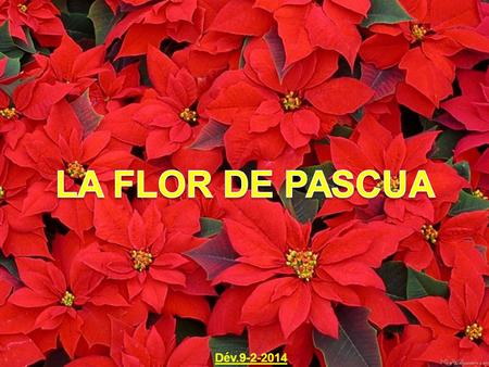 LA FLOR DE PASCUA Dév.9-2-2014.