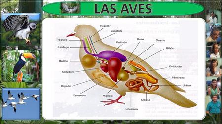 ESPECIES Y NÚMERO DE AVES SELECCIONADAS