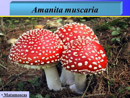 Amanita muscaria Matamoscas. SOMBRERO: Puede oscilar entre los 15 y 25 cm. aparece envuelto por un velo blanquinoso, presentando una forma globoide que.