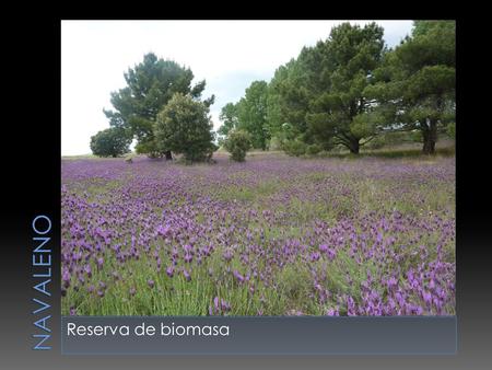 Reserva de biomasa.  En primer lugar mostramos la distribución de la industria maderera en un sector de 10 km a la redonda de Navaleno.  En segundo.