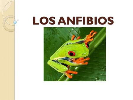 LOS ANFIBIOS.