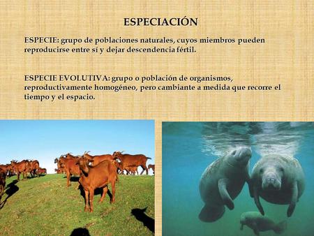 ESPECIACIÓN ESPECIE: grupo de poblaciones naturales, cuyos miembros pueden reproducirse entre sí y dejar descendencia fértil. ESPECIE EVOLUTIVA: grupo.