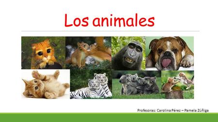 Los animales Profesoras: Carolina Pérez – Pamela Zúñiga.