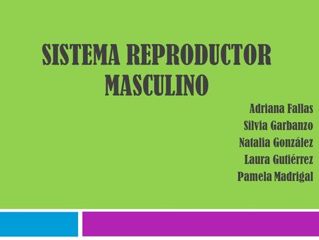 Sistema Reproductor Masculino