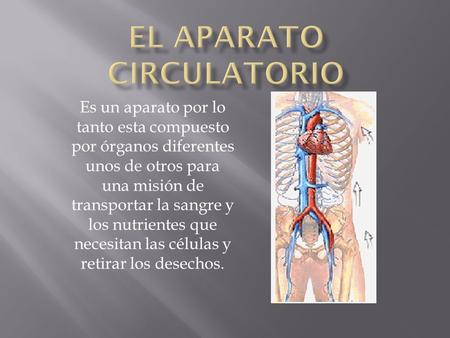 EL APARATO CIRCULATORIO
