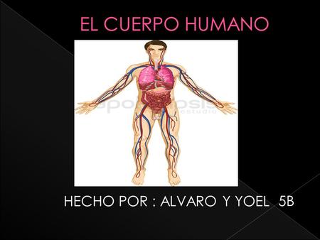 HECHO POR : ALVARO Y YOEL 5B. El cuerpo humano posee unos cincuenta billones de células. Éstas se agrupan en tejidos, los cuales se organizan en órganos,