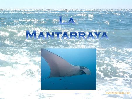 La Mantarraya.