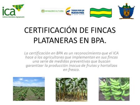 CERTIFICACIÓN DE FINCAS PLATANERAS EN BPA. La certificación en BPA es un reconocimiento que el ICA hace a los agricultores que implementan en sus fincas.