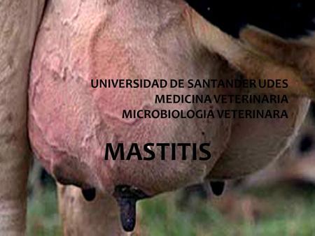 UNIVERSIDAD DE SANTANDER UDES MEDICINA VETERINARIA MICROBIOLOGIA VETERINARA MASTITIS.