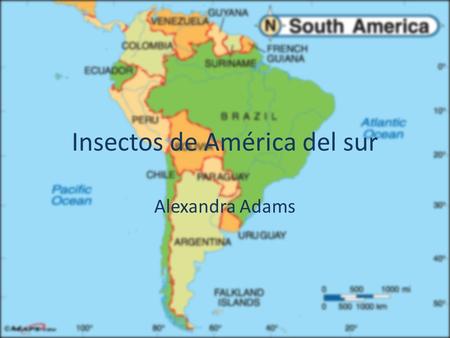 Insectos de América del sur Alexandra Adams. Rose-Haired Tarantula La Gama: Norte Chile, Bolivia, y Argentina el tamaño: 4.5-5.5 (cuatro y cinco décimos-cinco.