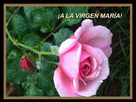 2ROSA ¡A LA VIRGEN MARÍA! ¡A LA VIRGEN MARÍA! CHINAS ROSAS Si se levanta la tempestad de las tentaciones, si caes en el escollo de las tristezas, eleva.