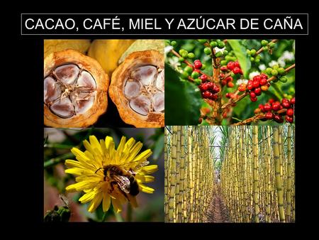 EL HUERTO URBANO CACAO, CAFÉ, MIEL Y AZÚCAR DE CAÑA.