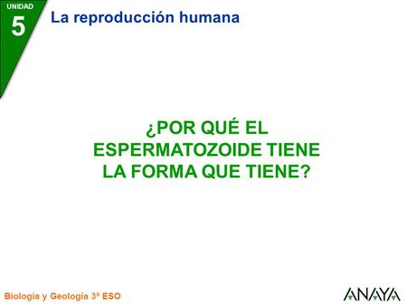¿POR QUÉ EL ESPERMATOZOIDE TIENE LA FORMA QUE TIENE?