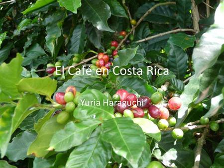 El Café en Costa Rica Yuria Haraguchi.