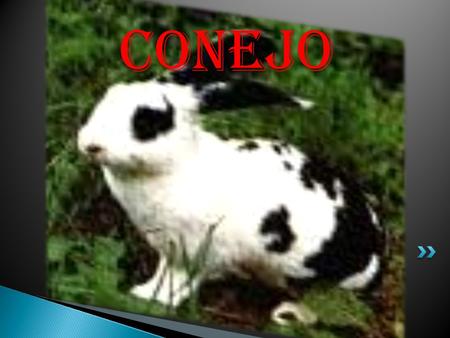 Conejo.