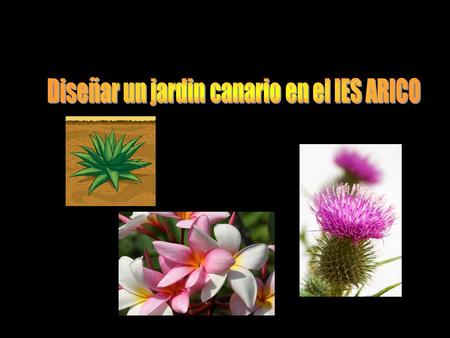 El espacio disponible. El número de plantas. El tipo de especie. El riego. El tipo de suelo. La identificación de las plantas. El diseño del jardín El.