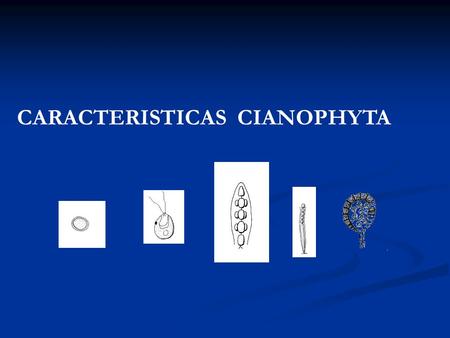 CARACTERISTICAS  CIANOPHYTA