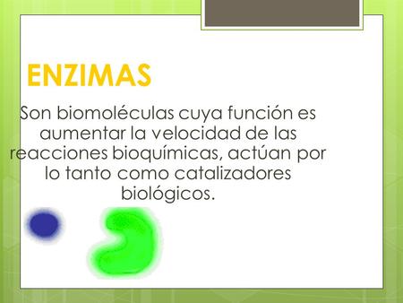 ENZIMAS Son biomoléculas cuya función es aumentar la velocidad de las reacciones bioquímicas, actúan por lo tanto como catalizadores biológicos.