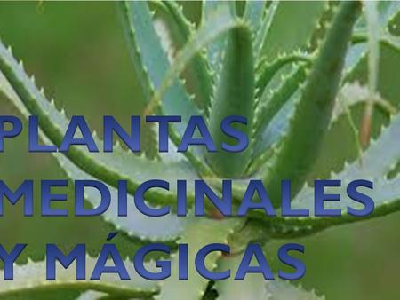 PLANTAS MEDICINALES Y MÁGICAS