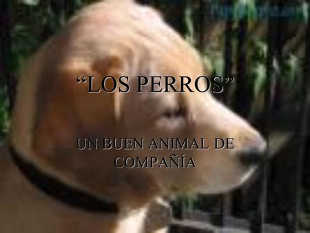 “LOS PERROS” UN BUEN ANIMAL DE COMPAÑÍA. DÁLMATAS POR SU INTELIGENCIA Y FIDELIDAD SE CONVIRTIERON EN HÉROES AMERICANOS AL CONOCERSE SUS AZAÑAS PARA SALVAR.