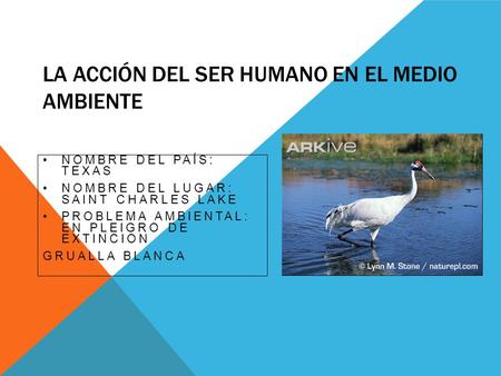LA ACCIÓN DEL SER HUMANO EN EL MEDIO AMBIENTE NOMBRE DEL PAÍS: TEXAS NOMBRE DEL LUGAR: SAINT CHARLES LAKE PROBLEMA AMBIENTAL: EN PLEIGRO DE EXTINCION GRUALLA.