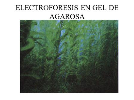 ELECTROFORESIS EN GEL DE AGAROSA
