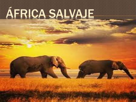 Tierra de naturaleza y fauna salvaje…..  SALIDA EN AVION ASIA ARUSHA.MAÑANA LIBRE.ARMUERZO Y SALIDA POR CARETERA AL AREA DE CONSERVACION DEL NGORONGORO.LLEGADA.