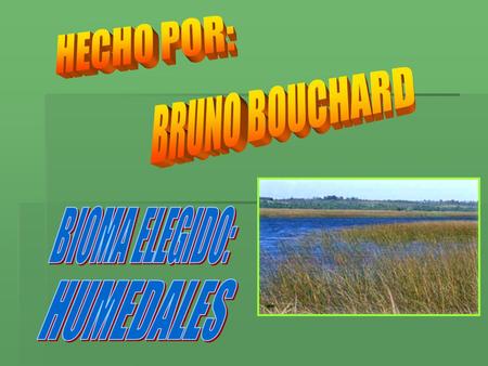 HECHO POR: BRUNO BOUCHARD BIOMA ELEGIDO: HUMEDALES.