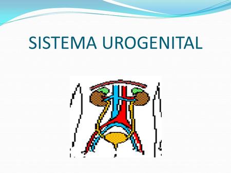 SISTEMA UROGENITAL.